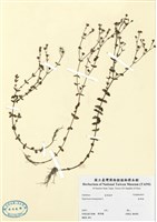藏品(金絲桃)的圖片